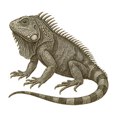 Fototapeta premium PNG Detailed iguana illustration art