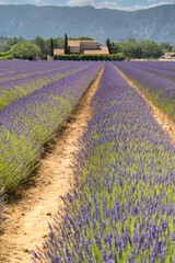 Lavender farm in the Luberon Provence