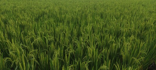 green grass in the wind