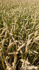 Wheat ears close-up. Wheat field with selective focus. Agriculture. Grain harvest concept, field. Nature background. Summer field, close-up. Golden ears sway in the light wind. Agricultural field