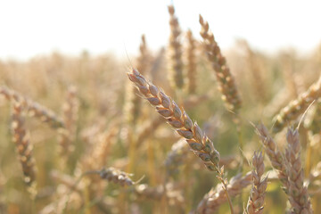 Wheat ears on the field close-up. Agriculture concept. Natural nature background. Golden wheat field. Golden wheat ears with selective focus. Harvest. Nature background and blurred bokeh. Agriculture