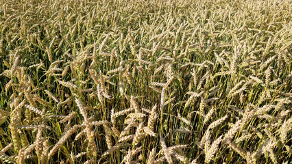 Wheat ears close-up. Wheat field with selective focus. Agriculture. Grain harvest concept, field. Nature background. Summer field, close-up. Golden ears sway in the light wind. Agricultural field