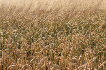 Wheat ears on the field close-up. Agriculture concept. Natural nature background. Golden wheat...