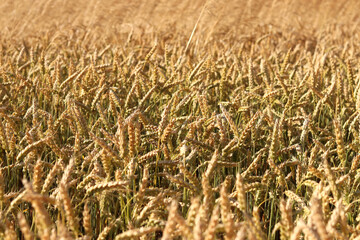 Wheat ears on the field close-up. Agriculture concept. Natural nature background. Golden wheat field. Golden wheat ears with selective focus. Harvest. Nature background and blurred bokeh. Agriculture