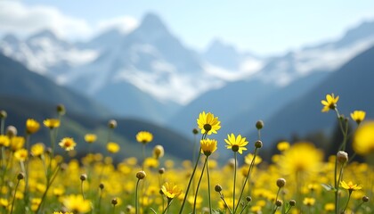 Sunny field of yellow flowers with blurred snowcapped mountains in the background