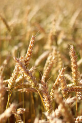 Wheat ears on the field close-up. Agriculture concept. Natural nature background. Golden wheat...
