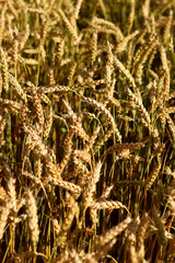 Wheat ears on the field close-up. Agriculture concept. Natural nature background. Golden wheat...