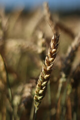 Wheat ears on the field close-up. Agriculture concept. Natural nature background. Golden wheat...