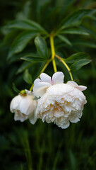 Obraz premium Two white peony flowers hang delicately with water droplets on their petals