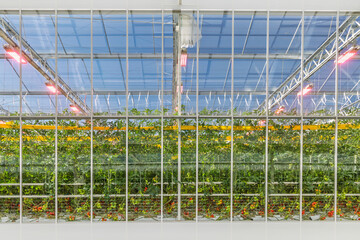 Industrial growth of tomatoes in a Dutch greenhouse