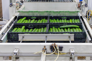 Automated collecting of crates with fresh harvested green cucumbers in a large Dutch greenhouse