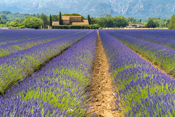Lavender farm in the Luberon Provence