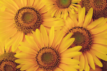 Many beautiful sunflowers in full bloom, top down view. Floral summery texture for background.