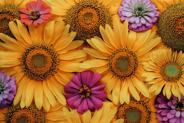 Many beautiful sunflowers and colorful zinnias in full bloom, top down view. Floral summery texture for background.