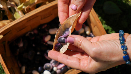 Shelling ripe harvested runner beans or Phaseolus coccineus by hands, into a basket outdoors in the...