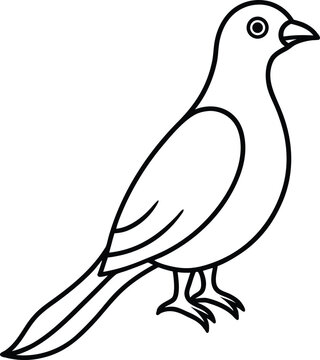 A cotinga bird line art vector illustration.