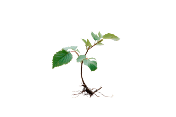 Seedling plant with visible roots, isolated on a black background, for educational material