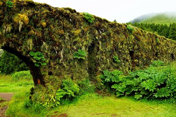 Overgrown old aqueduct on Sao Miguel, the largest island of the Azores in Portugal.