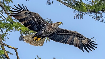 Obraz premium Majestic eagle gliding through a clear blue sky surrounded by soft, fluffy clouds