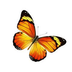 Fototapeta premium Close up of a vibrant orange and yellow monarch butterfly with black markings isolated on white