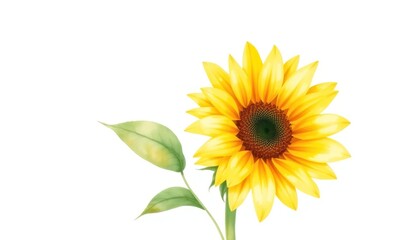 Fototapeta premium Watercolor illustration of a vibrant sunflower against a white background