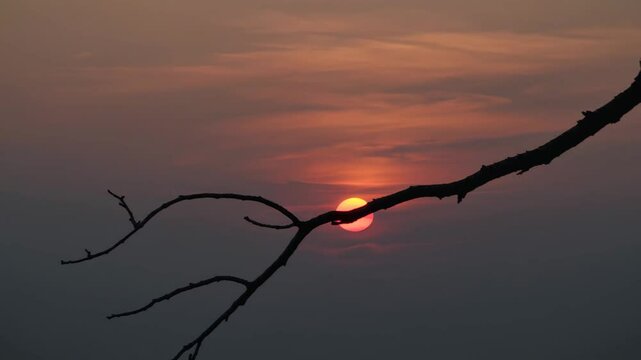 Closeup timelapse of sun setting behind tree branch silhouette