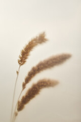 Dried grass stems casting soft shadows against neutral background, creating minimalistic botanical composition with copy space suitable for nature, wellness, or background themes
