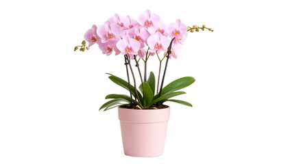 Elegant pink orchid plant in a light pink pot isolated on solid white background