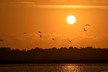 Flock of birds at sunset