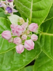 Close-up of vibrant green leaves in natural outdoor setting