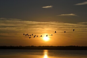 flock of Herons flying at sunset