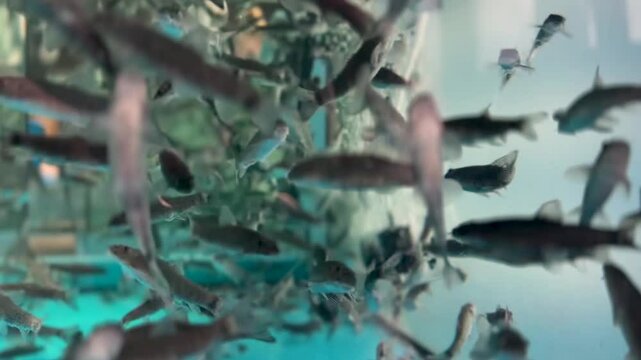 Lots of little fish. Fish peeling, fish Garra Rufa. video close up