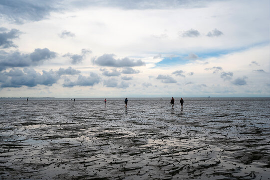 People hiking in the mudflats on the beach in wadden sea of B&uuml;sum in Germany.