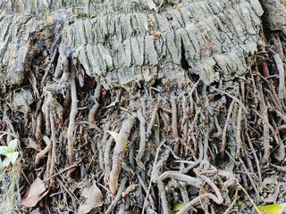 A collection of chopped tree branches and logs arranged in a pile outdoors, emphasizing wood texture and natural patterns.