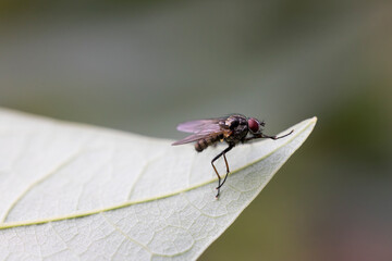 Insectos