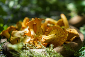 forest chanterelle mushrooms in wood plate