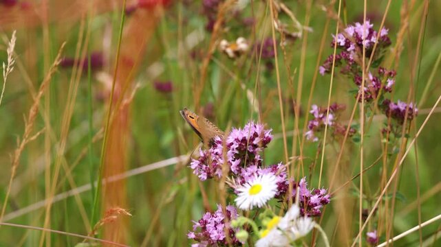 Small tortoiseshell (Nymphalidae) on a wildflower