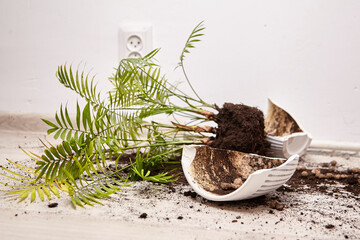 Broken ceramic pot with soil and plant spilling on the floor, showcasing a messy indoor gardening...