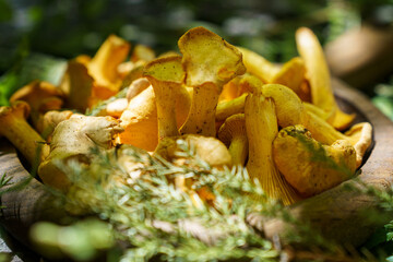 forest chanterelle mushrooms in wood plate