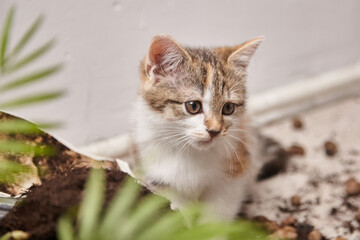 Playful kitten exploring indoor environment surrounded by green leaves and scattered soil, showcasing curiosity and innocence in a cozy home setting