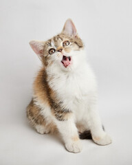 Playful kitten with a mix of fur colors, sitting on a light background, expressing curiosity and...