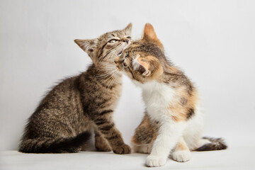 Obraz premium Two playful kittens, one tabby and one calico, are affectionately nuzzling each other against a soft white background, showcasing their adorable interaction and companionship