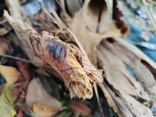 A collection of chopped tree branches and logs arranged in a pile outdoors, emphasizing wood texture and natural patterns.