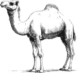 Detailed black and white illustration of a camel standing on a plain background