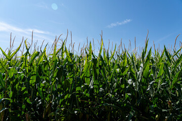 Cornfield in Zamora Castilla y Leon during a bright sunny day under clear blue sky