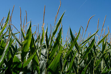 Tall corn plants sway under the clear blue sky in Zamora, Castilla y Leon, Spain during the growing...