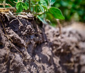young plant in soil