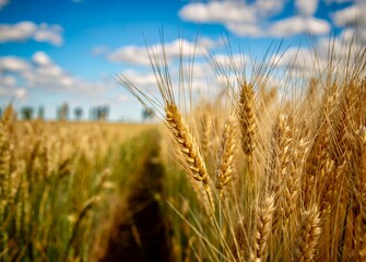 field of wheat