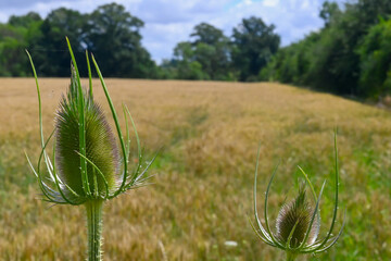 The plant in the picture is the wild teasel (Dipsacus fullonum), also known as fuller's teasel. (bokeh background). Photo location: Chermizy-Ailles (France)