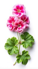 Beautiful Pink and White Geranium Blossom with Lush Green Leaves Still Life